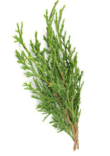 Cargar imagen en el visor de la galería, Aceite esencial de ciprés -Cupressus sempervirens
